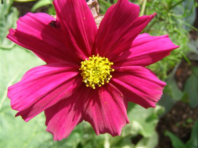 Food for the butterflies - a rather garish cosmos