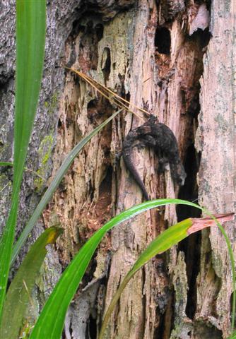 Now named Glenys, which is more user-friendly than Hoplodactylus pacificus