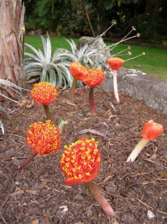 Haemanthus coccineus - usually seen more as a foliage plant than a flowering one