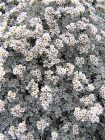 A delightful mound of silver foliage and white daisies