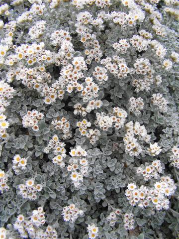 A delightful mound of silver foliage and white daisies