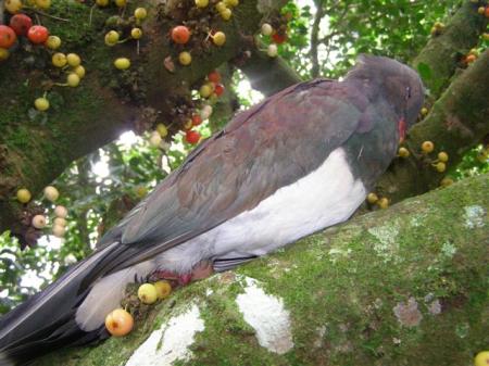 Our native wood pigeon or kereru in the Ficus antiarus