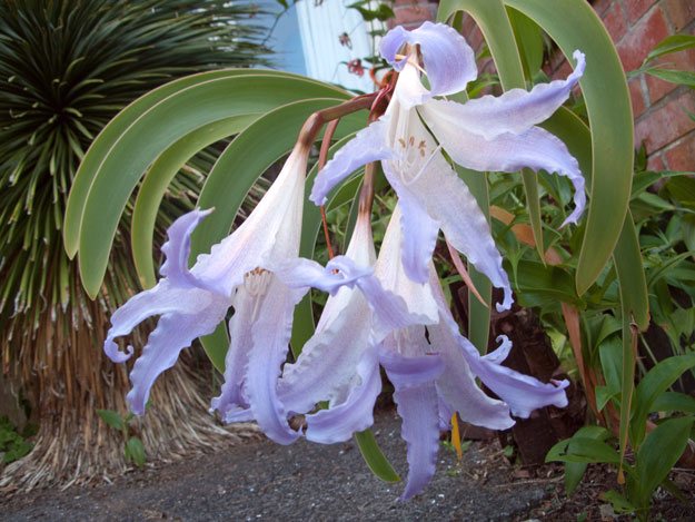 Worsleya procera (syn. W. rayneri)