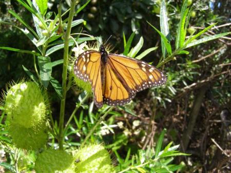 We are by no means alone in our dedication to assisting the procreation of monarch butterflies