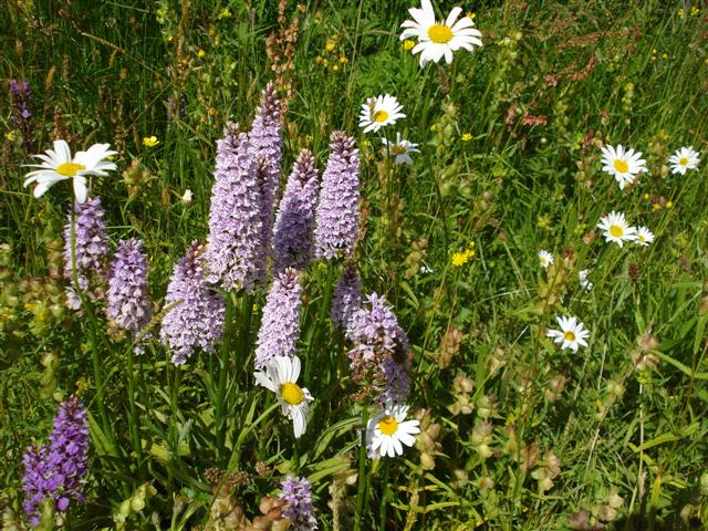 Enchanted by the native orchids growing wild at The Garden House in Devon
