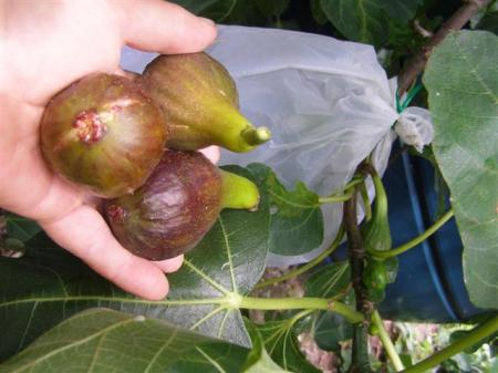 It takes a bit of effort to outwit the birds but the resulting fig harvest makes it worthwhile
