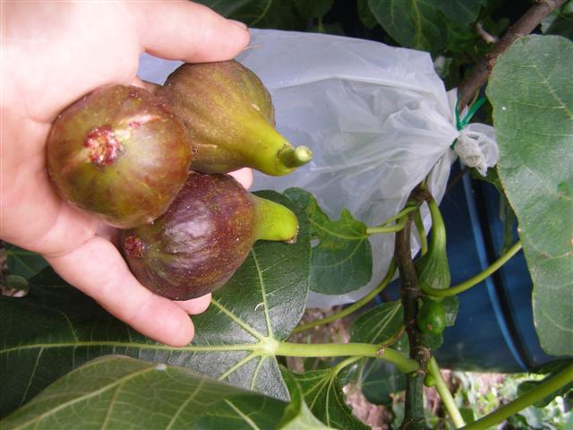 It takes a bit of effort to outwit the birds but the resulting fig harvest makes it worthwhile