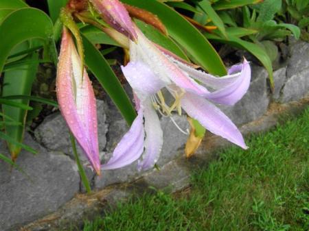 Worsleya rayneri in the garden, just starting to open its blooms