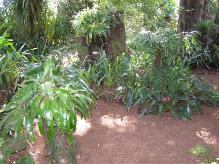 A pleasantly shaded garden to work in during summer