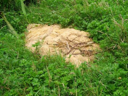 Altogether too reminiscent of a dead sheep to a New Zealander, alas