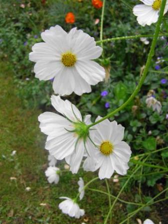 Simple flowers like this white cosmos look best in meadow-style gardening