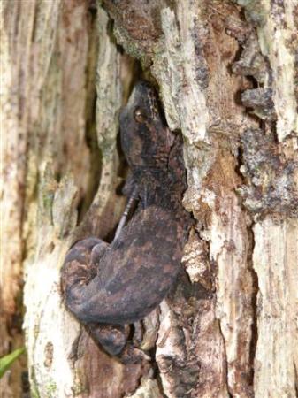 Spot the gecko - a rare sight in New Zealand