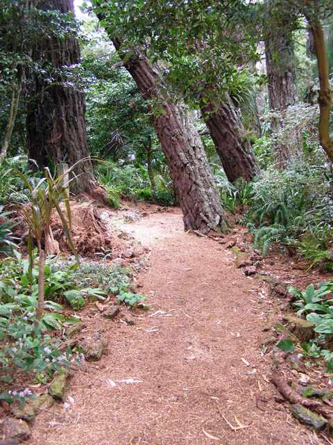 The allure of the woodland garden path