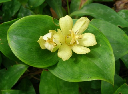 You can manage flowers and colours for most of the year in a woodland garden - a tricyrtis or toad lily