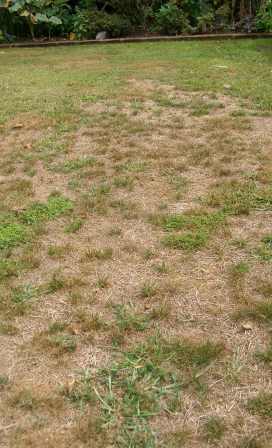 Time to think about lawn renovation
