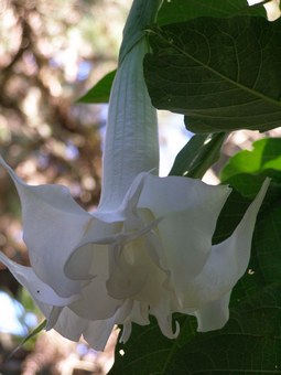 Double white brugmansia in flower this week