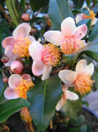 Grown to harvest for tea, rather than its floral display - Camellia sinensis