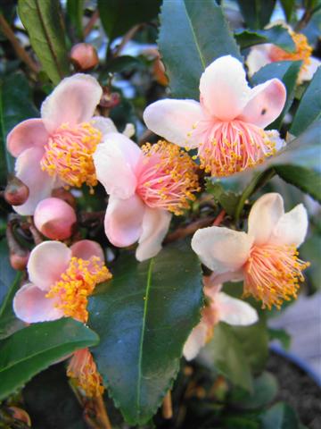 Grown to harvest for tea, rather than its floral display - Camellia sinensis