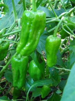 A game of chance with the pepper crop this year