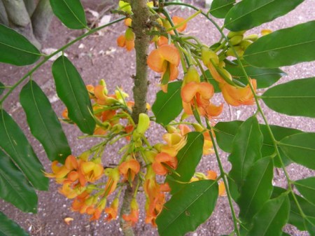 A mission requiring the tall extension ladder - gathering the Castanospermum australe flowers