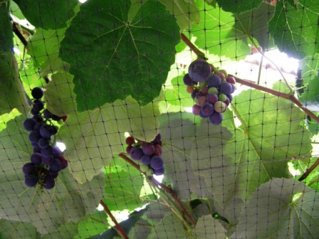 Cover grape vines urgently