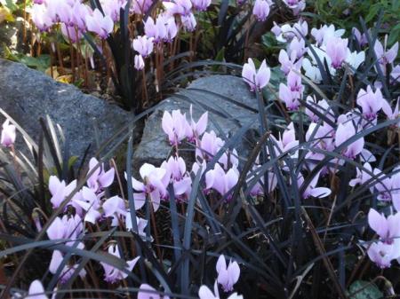 It must be autumn. The Cyclamen hederafolium are flowering again.
