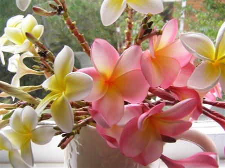The intoxicating fragrance of frangipani (or plumeria)