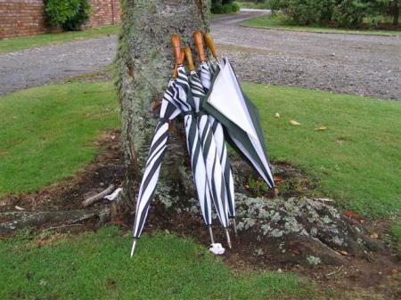 Alas it rained, especially as people arrived for the luncheon