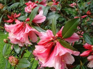 Rhododendron Bernice