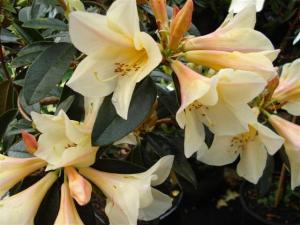 Rhododendron Felicity Fair