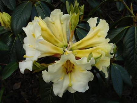 Rhododendron Floral Sun