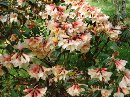 Rhododendron Katie