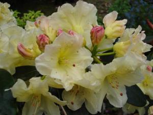 Rhododendron Meadow Lemon