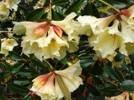 Rhododendron Moon Orchid