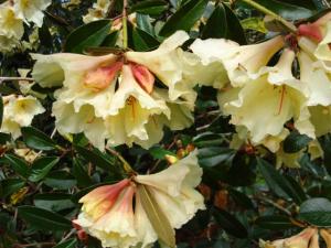 Rhododendron Moon Orchid