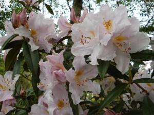Rhododendron Platinum Ice