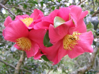 The first of the autumn camellias - sasanqua Crimson King