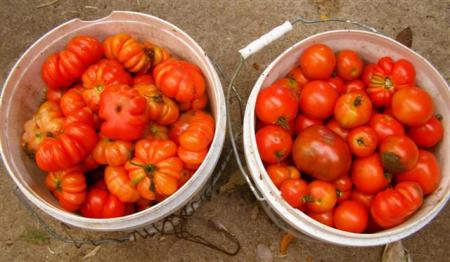 Freezing surplus tomatoes