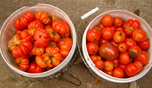 Freezing surplus tomatoes