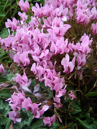 A somewhat over the top performance from just one Cyclamen hederafolium tuber, albeit a large and well established one