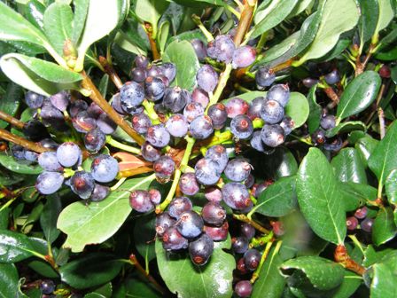 Raphiolepsis indica “Enchantress” - enchanting may be a slight case of hyperbole but the berries are amazing