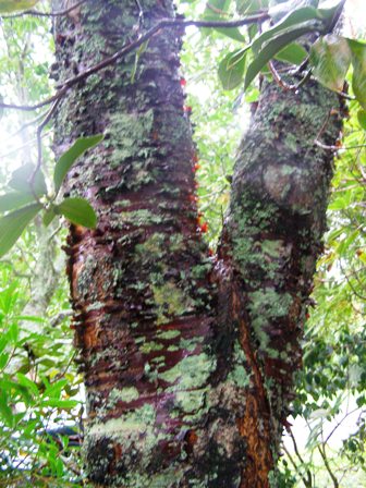 Prunus serrula would have been better kept to a single leader when it was a young plant