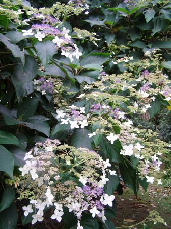 Tree hydrangea of uncertain classification