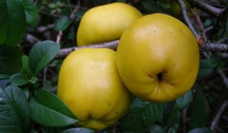 The chaenomeles - attractive and aromatic but not overly versatile when it comes to doing anything with them