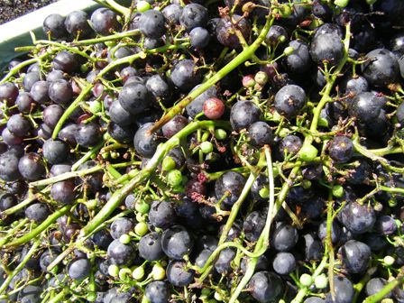 What to do with a surplus of grapes when home made wine does not appeal?