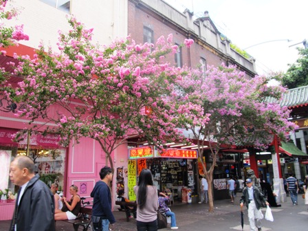 Crepe myrtles in Sydneys Chinatown