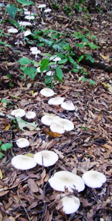 Our identified woodland mushroom in a fairy path