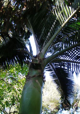 The handsome crown of the nikau palm