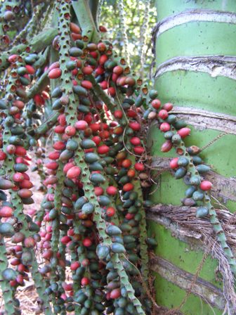 The ripening seed on the Pitt Island nikau palm