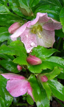 A little attention now will ensure a better winter display from hellebores